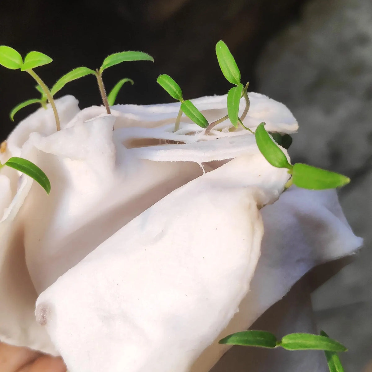 A close-up of a white fabric or paper towel-like material held in a hand, with several small green leafy sprouts growing through the folds.